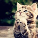 pray-cat