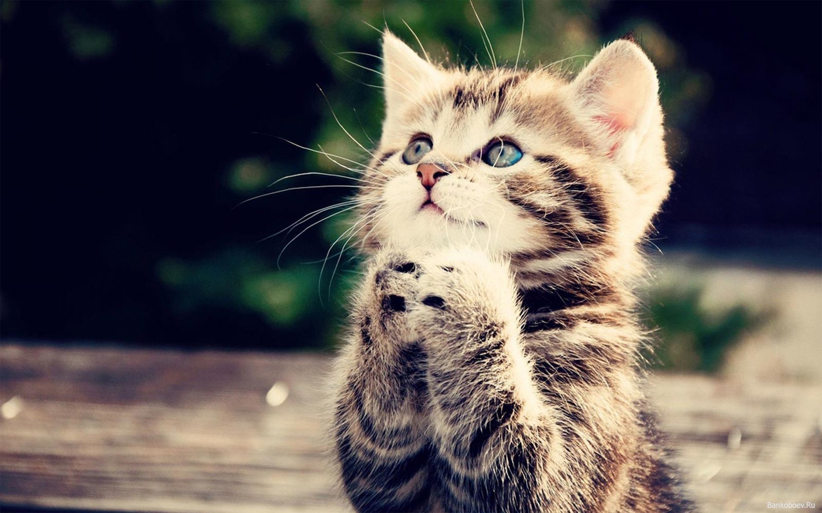 pray-cat