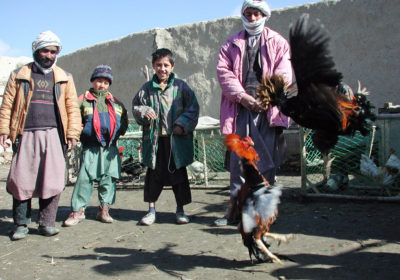 Rooster Fights in Afghanistan